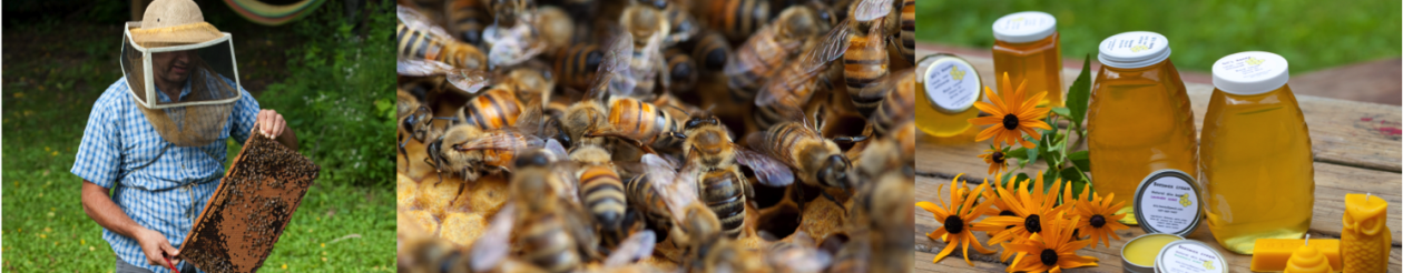 Beeswax for Skin Care - Carolina Honeybees in 2023